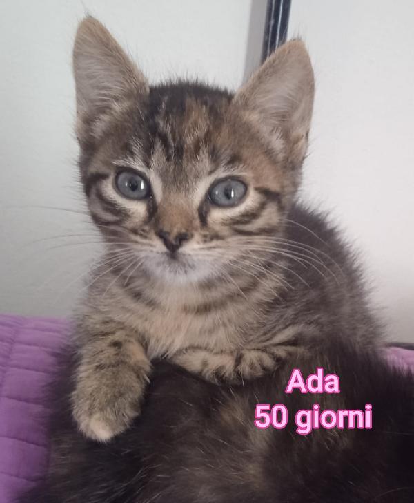 ADOTTA UN GATTINO! Foto 2