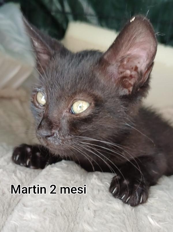 ADOTTA UN GATTINO! Foto 3