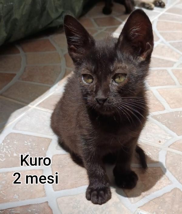 ADOTTA UN GATTINO! Foto 4