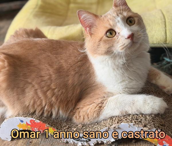 ADOTTA UN GATTINO! Foto 10