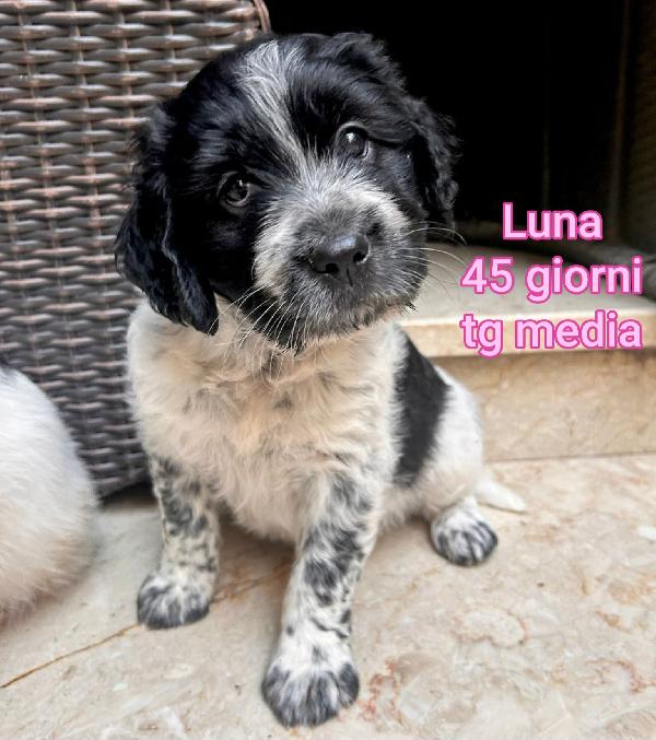 Salva Un Cucciolo 