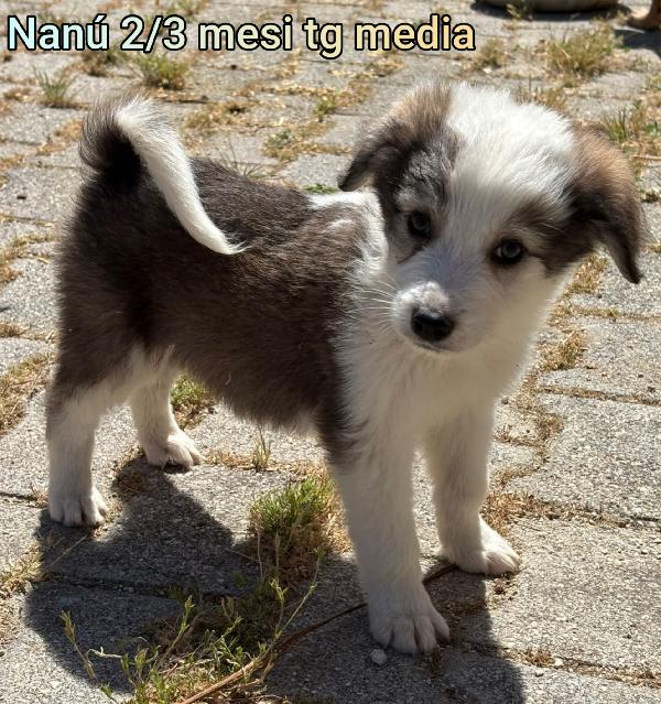 SALVA UN CUCCIOLO  Foto 2