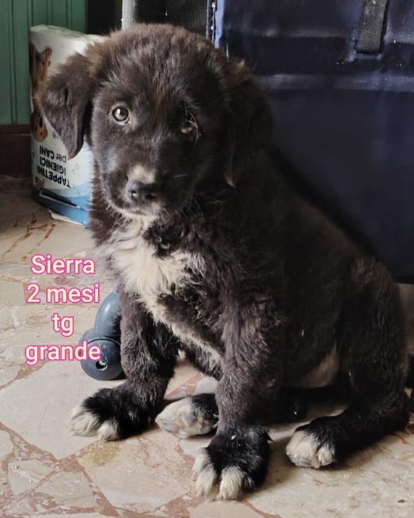 SALVA UN CUCCIOLO  Foto 8