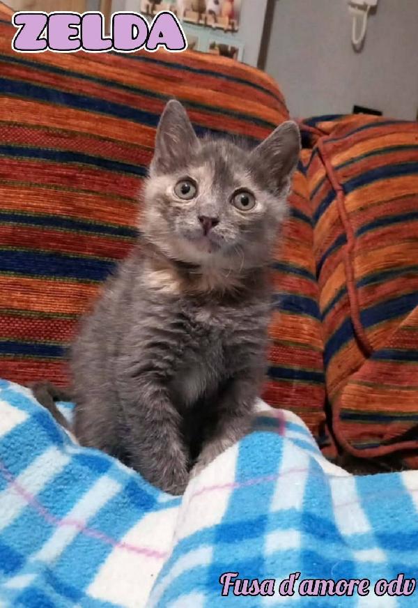 Zelda, Tenera Gattina Da Adottare!