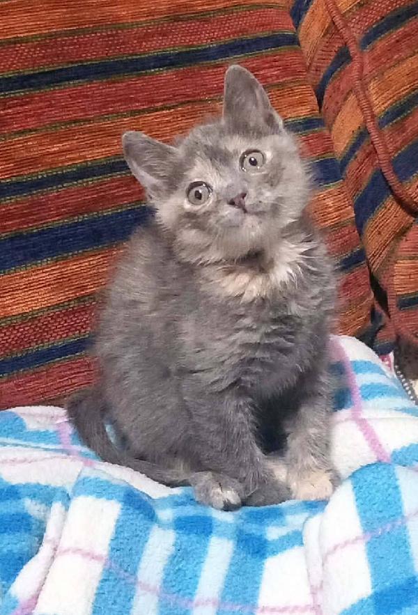 ZELDA, tenera gattina da adottare! Foto 2