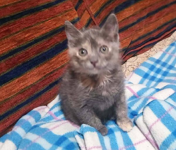 ZELDA, tenera gattina da adottare! Foto 3