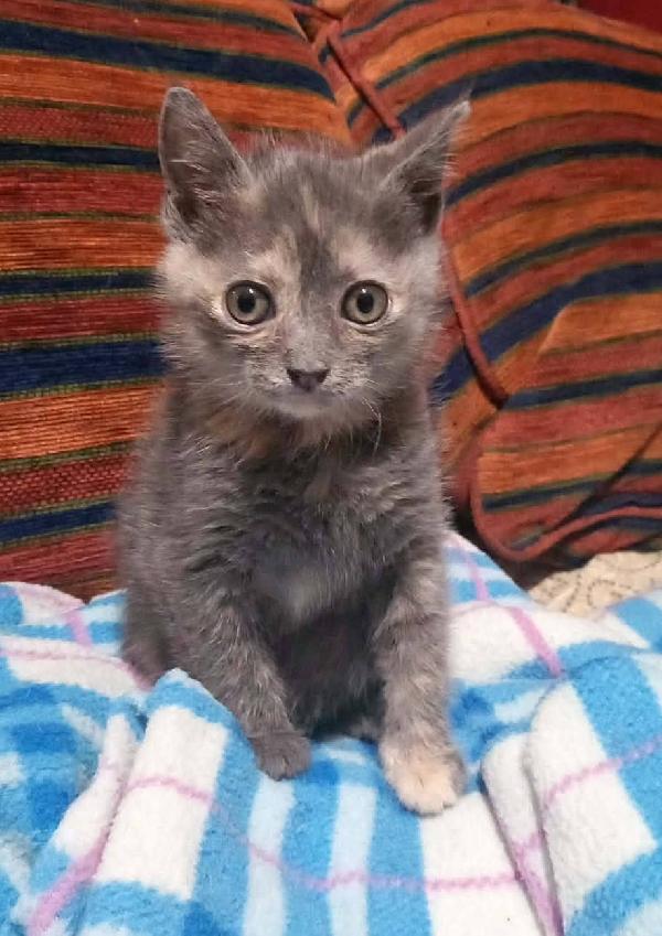 ZELDA, tenera gattina da adottare! Foto 6