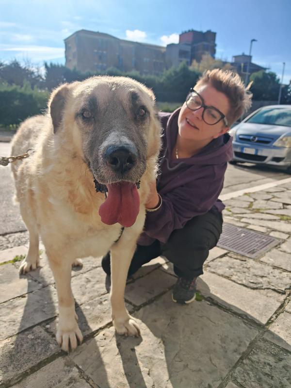 Hulk Splendido Simil Kangal Dolcissimo Cerca Casa
