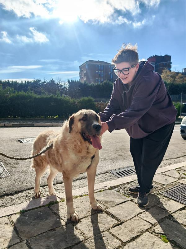 Hulk splendido simil Kangal dolcissimo cerca casa Foto 2