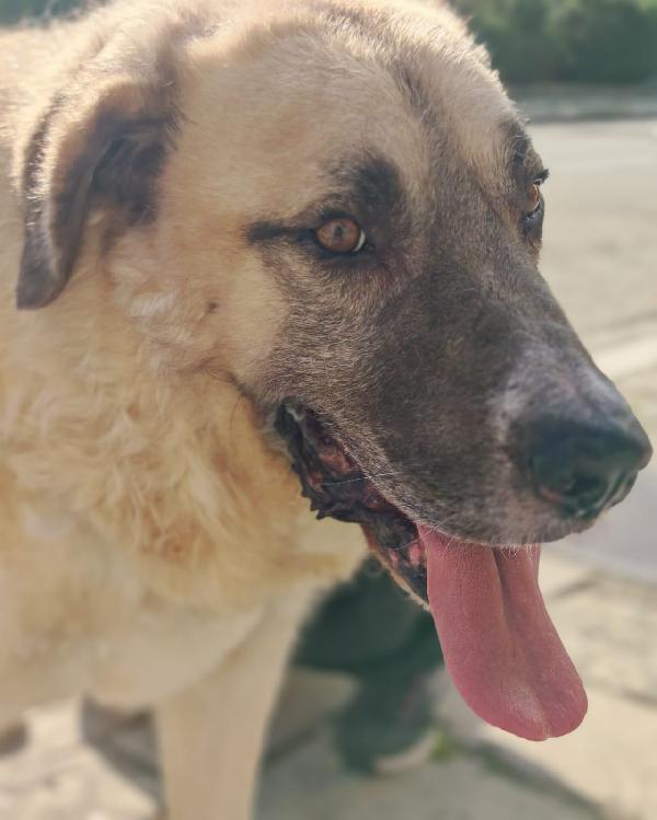 Hulk splendido simil Kangal dolcissimo cerca casa Foto 7