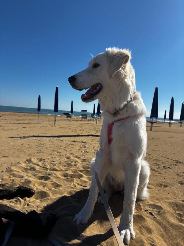 Paula meravigliosa giovanotta simil Golden cerca famiglia  Foto 3