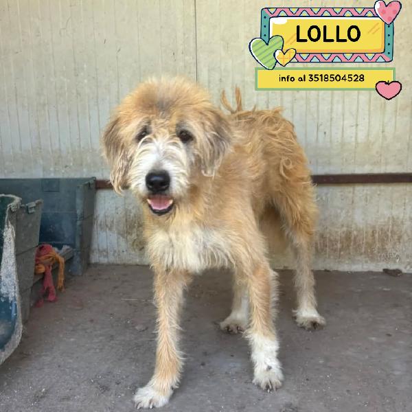 Lollo 9 Anni Cerca Casa - Tanti Anni Passati In Canile - In Adozione!