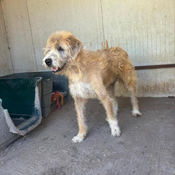 Lollo 9 anni cerca casa - tanti anni passati in canile - IN ADOZIONE! Foto 2