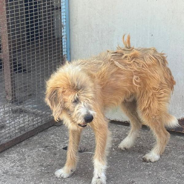 Lollo 9 anni cerca casa - tanti anni passati in canile - IN ADOZIONE! Foto 3