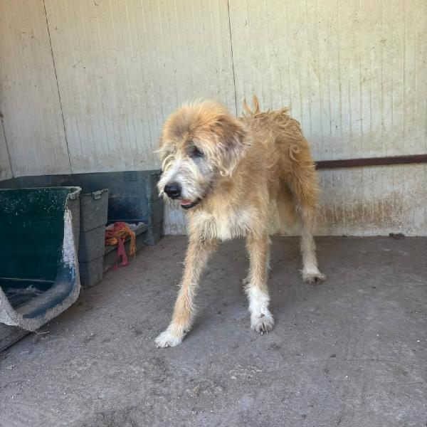 Lollo 9 anni cerca casa - tanti anni passati in canile - IN ADOZIONE! Foto 4