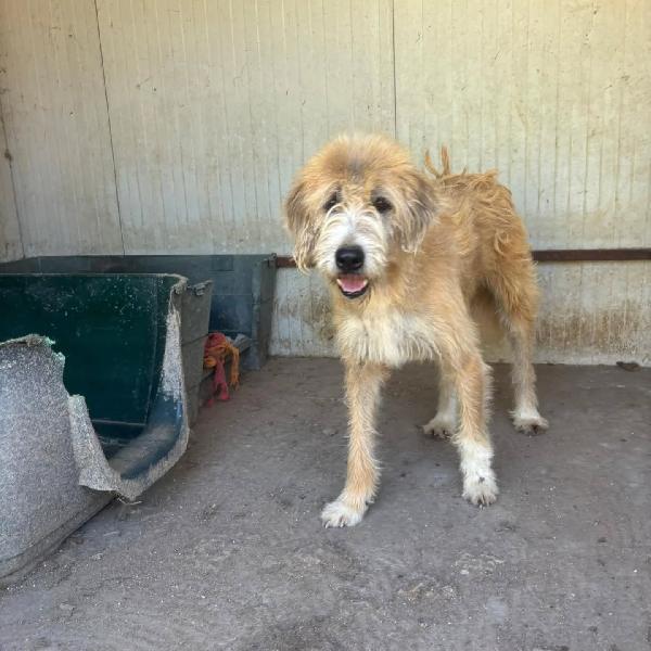 Lollo 9 anni cerca casa - tanti anni passati in canile - IN ADOZIONE! Foto 5