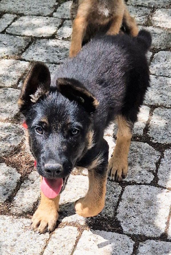 EVITIAMO IL CANILE A IGOR.ADOTTABILE IN TUTTA ITALIA! Foto 3