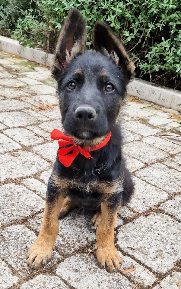 EVITIAMO IL CANILE A IGOR.ADOTTABILE IN TUTTA ITALIA! Foto 4