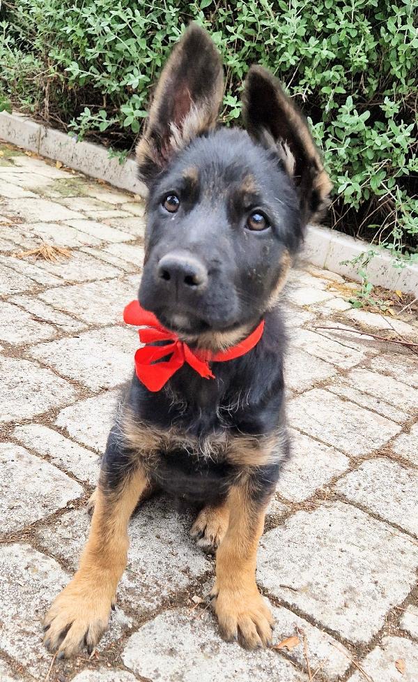 EVITIAMO IL CANILE A IGOR.ADOTTABILE IN TUTTA ITALIA! Foto 5