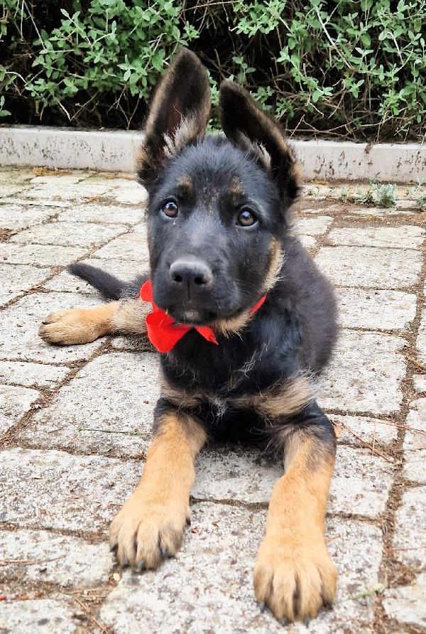 EVITIAMO IL CANILE A IGOR.ADOTTABILE IN TUTTA ITALIA! Foto 6