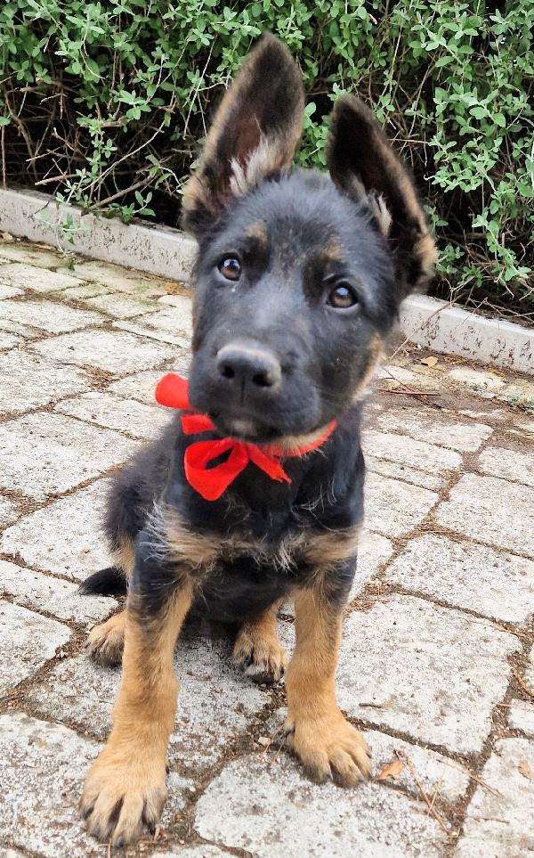 EVITIAMO IL CANILE A IGOR.ADOTTABILE IN TUTTA ITALIA! Foto 7