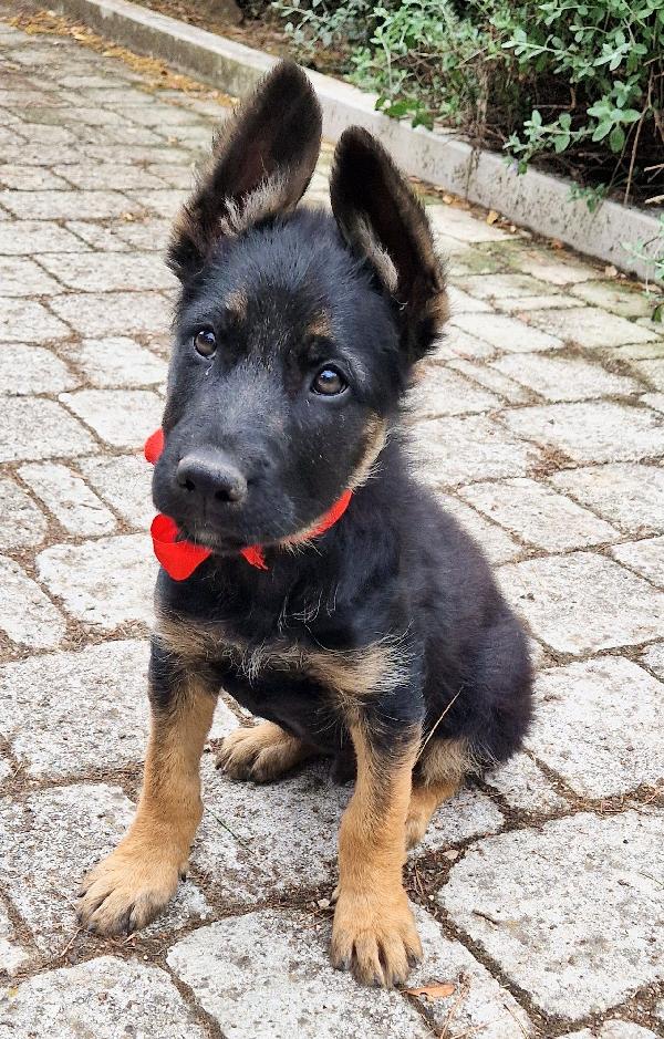 EVITIAMO IL CANILE A IGOR.ADOTTABILE IN TUTTA ITALIA! Foto 8