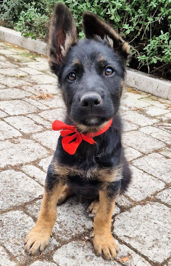EVITIAMO IL CANILE A IGOR.ADOTTABILE IN TUTTA ITALIA! Foto 9