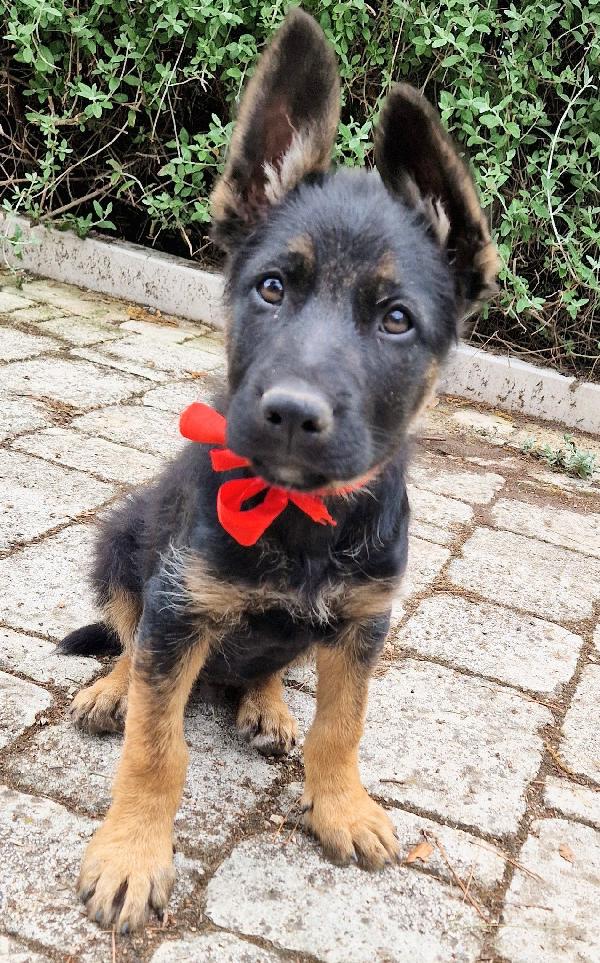 EVITIAMO IL CANILE A IGOR.ADOTTABILE IN TUTTA ITALIA! Foto 11