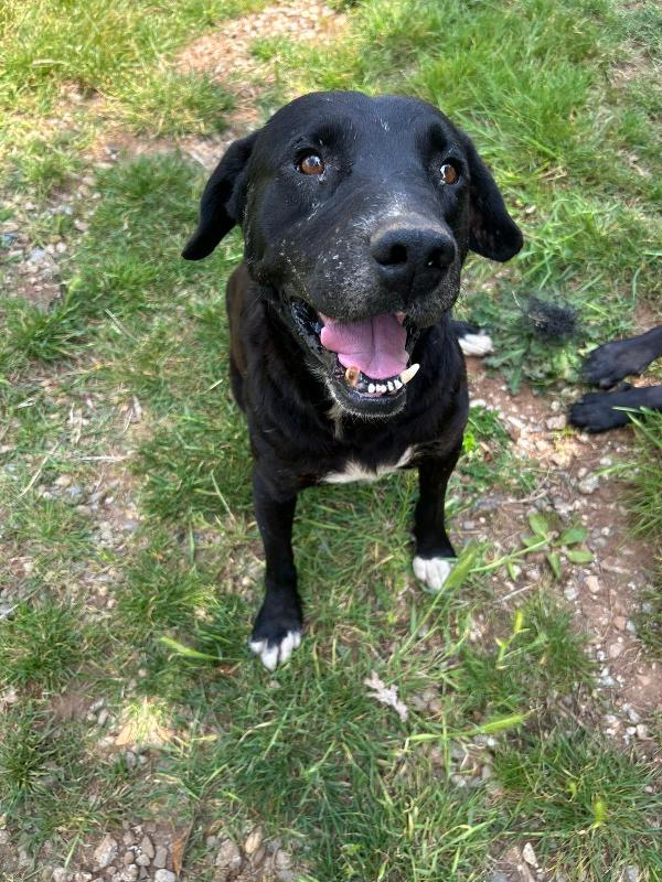 Pluto Splendido Dolce Cagnolone Cerca Casa 