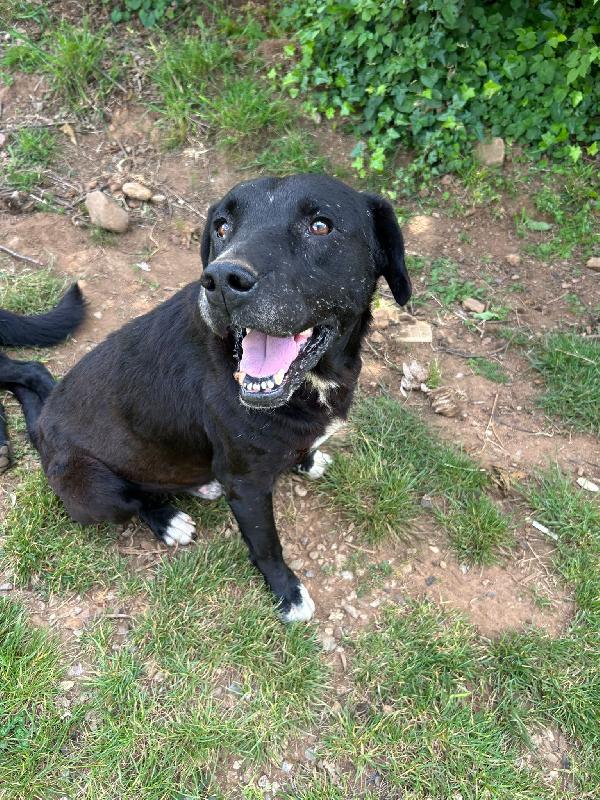 Pluto splendido dolce Cagnolone cerca casa  Foto 4