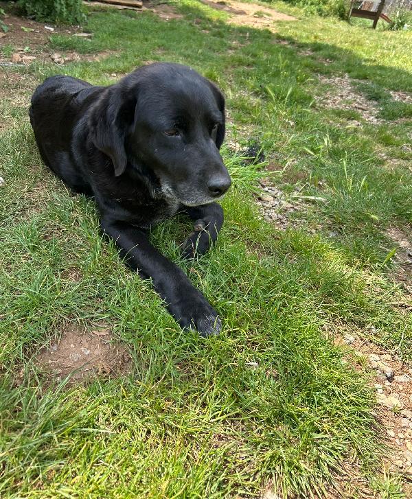 Linda splendida dolce cagnolona cerca casa  Foto 6