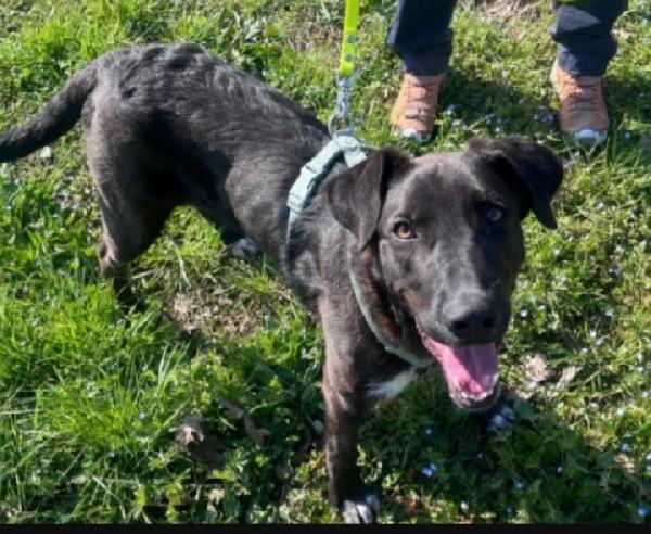 Lucky quasi 2anni,salvato conciato,salito 1anno fa  Foto 6