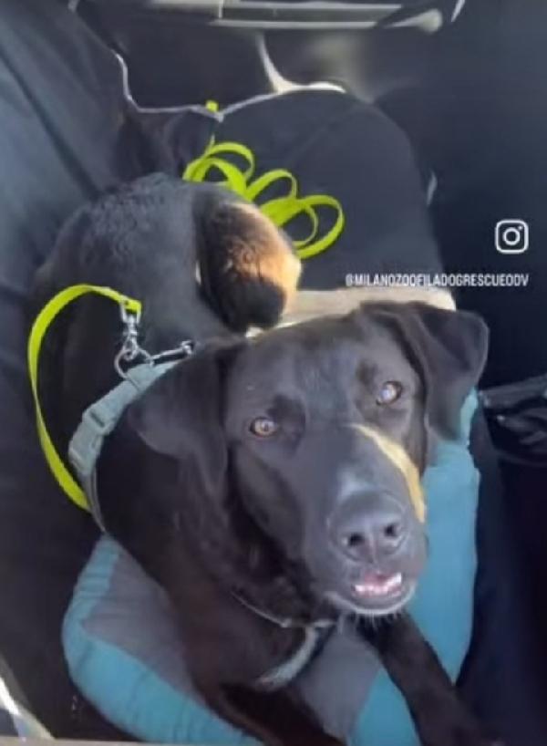 Lucky quasi 2anni,salvato conciato,salito 1anno fa  Foto 8