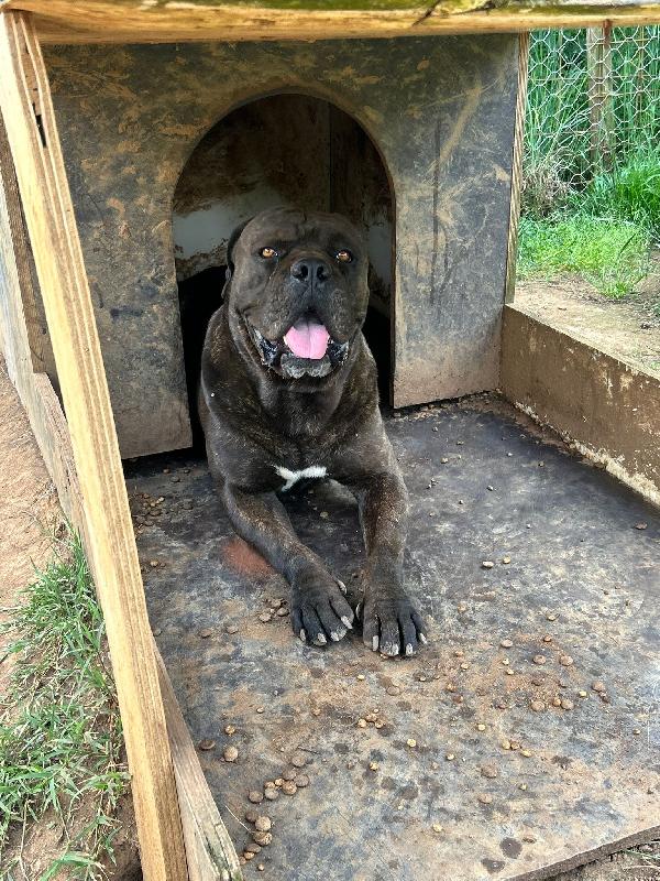 Cj Splendido Cane Corso Cerca Famiglia 