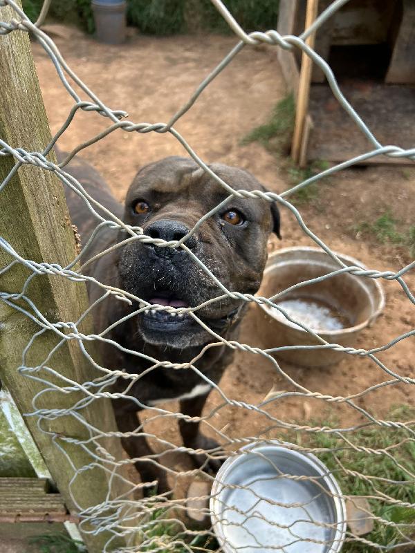 Cj splendido cane corso cerca famiglia  Foto 2