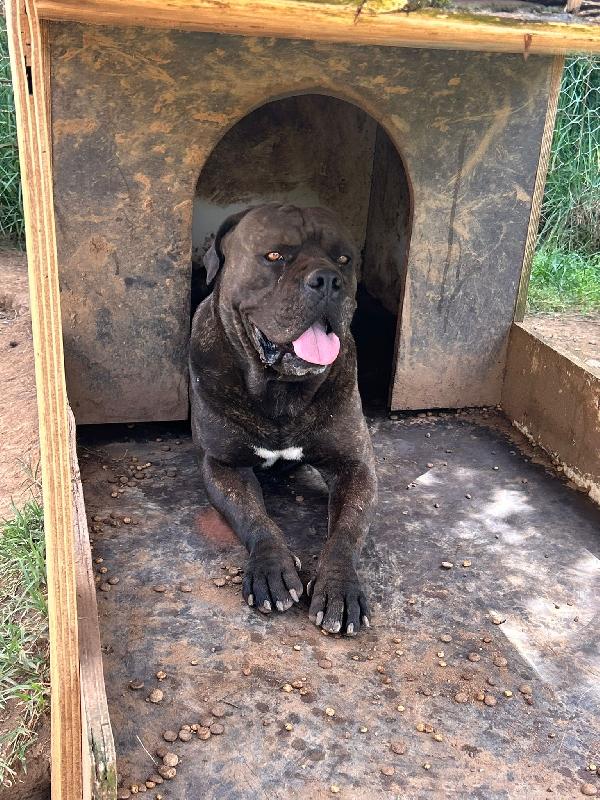 Cj splendido cane corso cerca famiglia  Foto 3