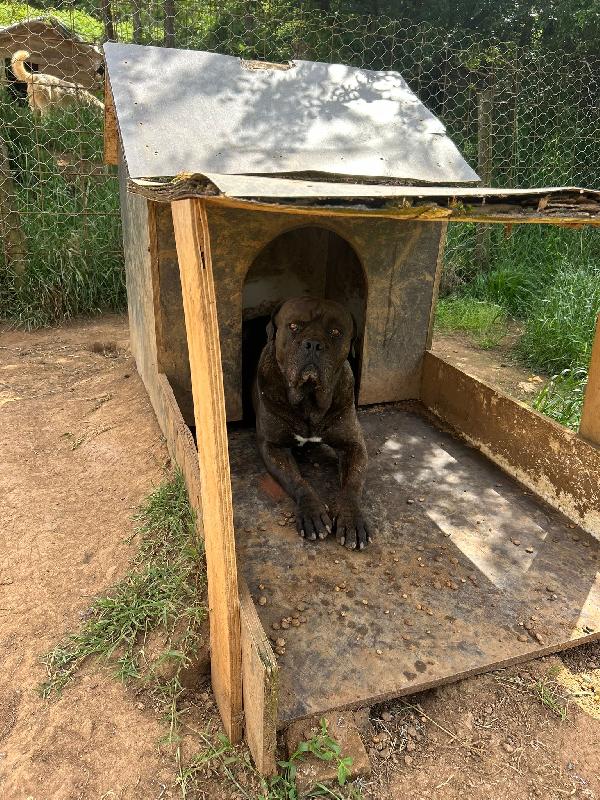 Cj splendido cane corso cerca famiglia  Foto 4