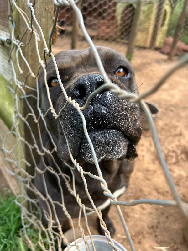 Cj splendido cane corso cerca famiglia  Foto 5