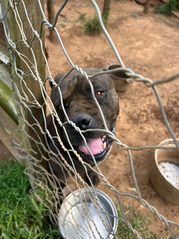 Cj splendido cane corso cerca famiglia  Foto 6