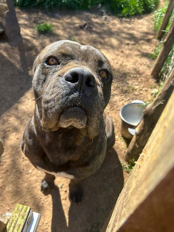 Cj splendido cane corso cerca famiglia  Foto 7