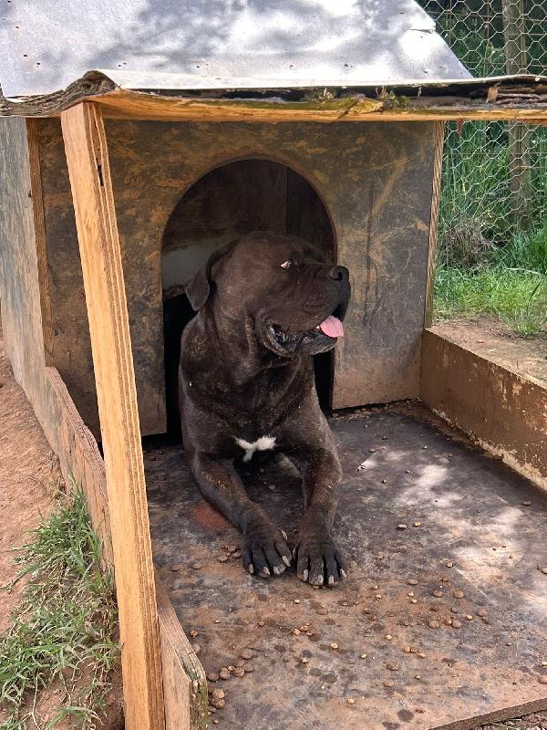 Cj splendido cane corso cerca famiglia  Foto 8