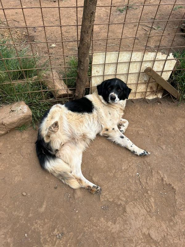 Lola splendida simil Border Collie cerca casa  Foto 6