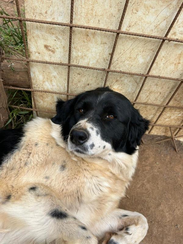 Lola splendida simil Border Collie cerca casa  Foto 7