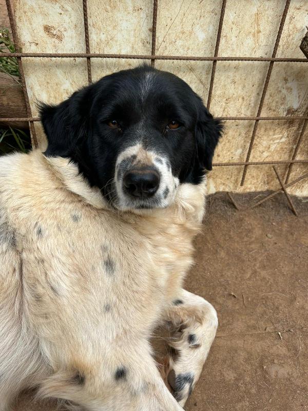 Lola splendida simil Border Collie cerca casa  Foto 8