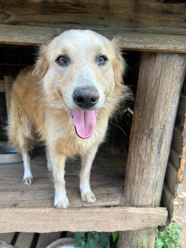 Susy Splendida Simil Golden Cerca Casa 