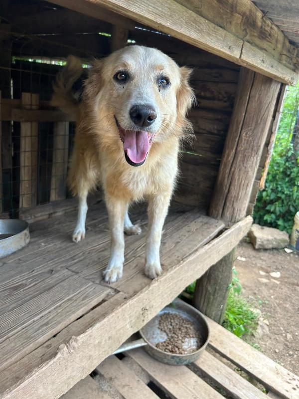 Susy splendida simil Golden cerca casa  Foto 2