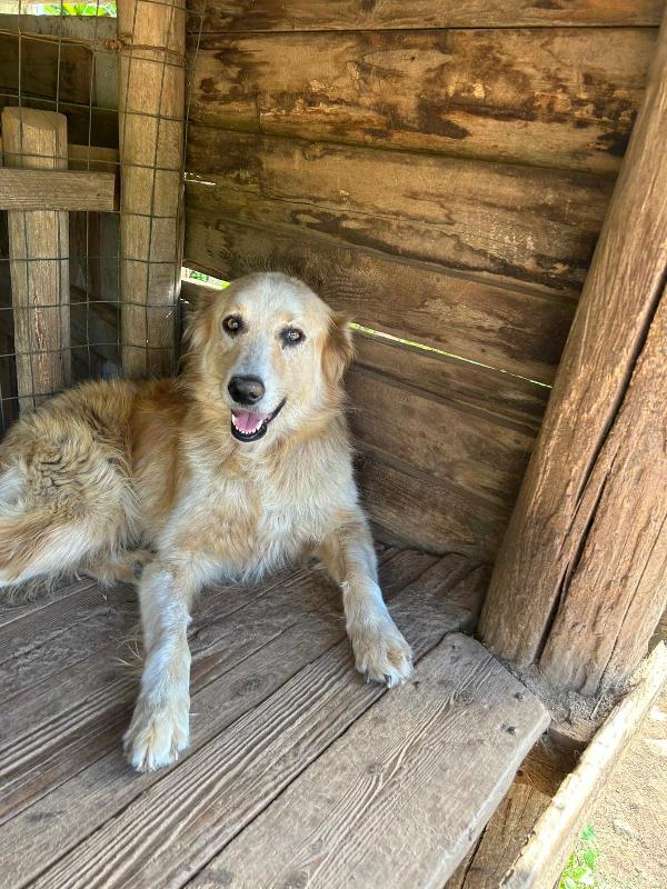 Susy splendida simil Golden cerca casa  Foto 3