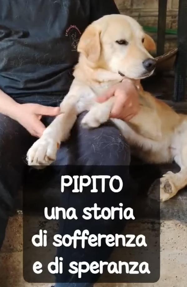 Piatto E Il Suo Cartellino Vivono Di Speranza