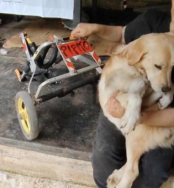 Pipito e il suo carrellino vivono di speranza Foto 4