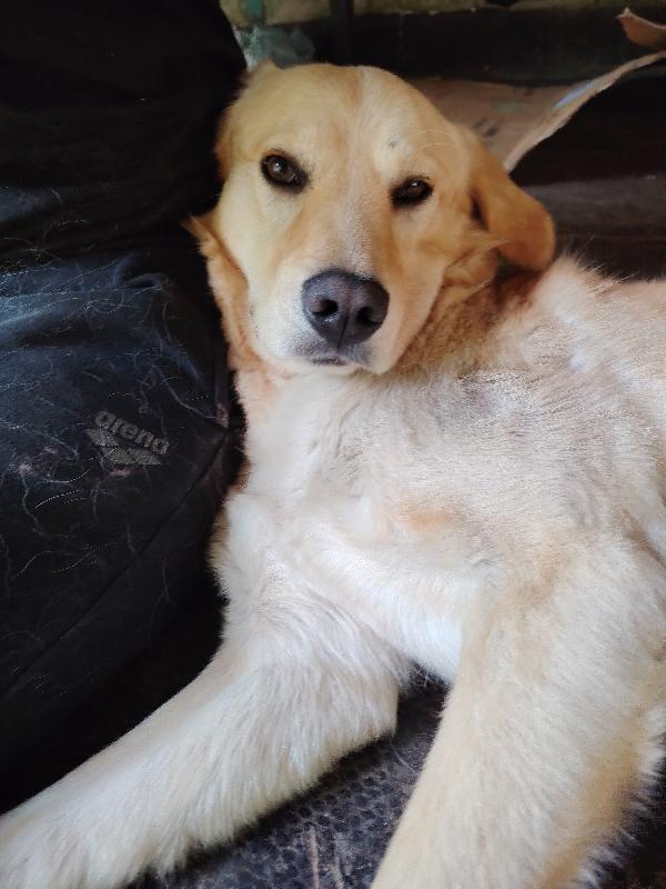 Pipito e il suo carrellino vivono di speranza Foto 5
